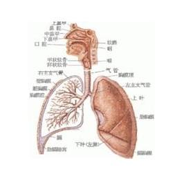 呼吸系统疾病-+搜搜百科