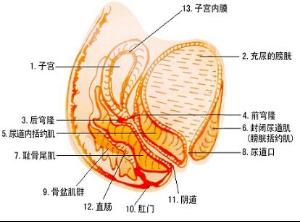 女性盆腔炎是妇科常见病