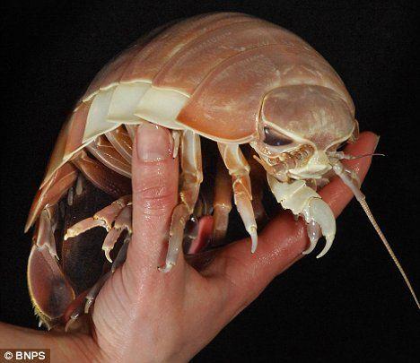 尸鳖- 搜搜百科