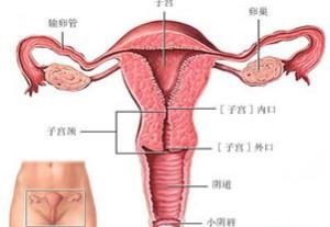 由于解剖学及生物化学特点