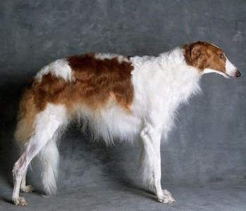 俄罗斯狼犬是一种常见的狩望猎犬