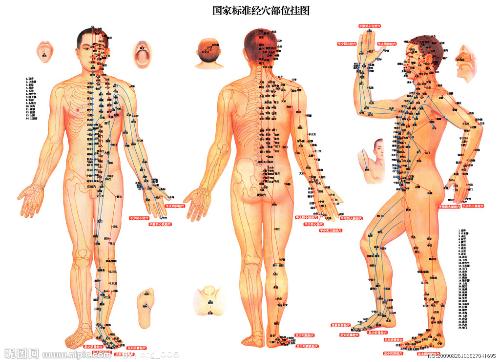 人体通过这些经络把内外各部组织器官联系起来