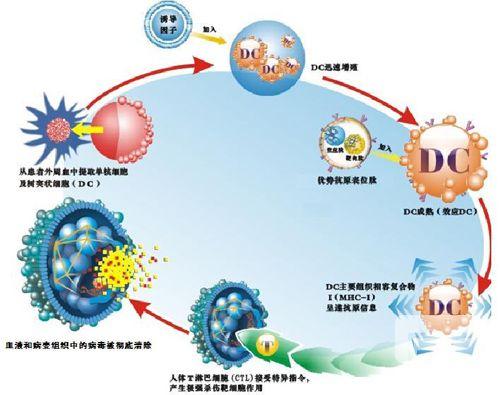 dc-cik生物治疗