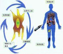 DC-CIK生物治疗