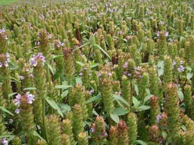 夏枯球为唇形科多年生草本植物夏枯草的果穗