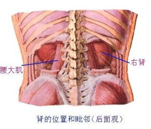 肾脏相关图片