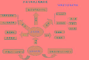 品牌生态系统的结构是怎样的