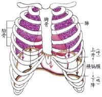 学习正确的歌唱呼吸,乃是歌唱艺术最重要和最必要的基础.