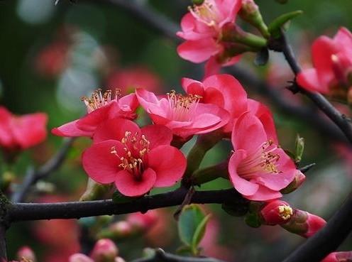海棠花(学名:malus spectabilis)是蔷薇科苹果属的植物,是中国的特有