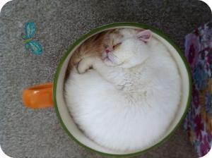 茶杯猫体型娇小,通常雄猫体重在1.3~2
