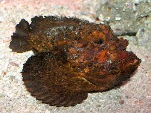 两条汉白玉石鱼大小一致,身长 125 厘米 ,高 58