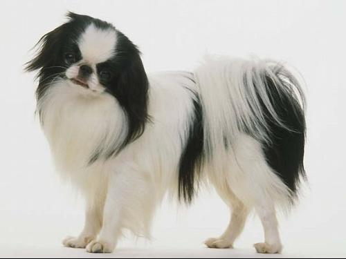 日本狆(日语:狆,英语:japanese chin)是原产于日本的一种小型犬