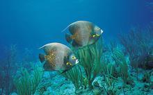 比目鱼(flatfish),是两只眼睛长在一边的奇特的鱼,被认为需两鱼并肩