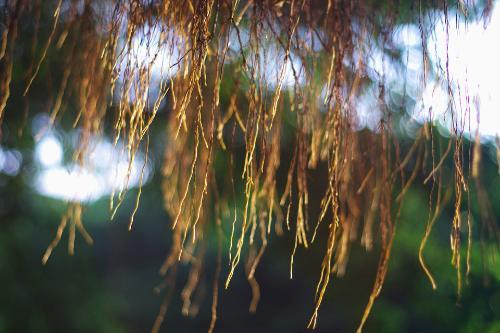 气根图片_气根图片大全_社会热点图片 NIBAKU.com