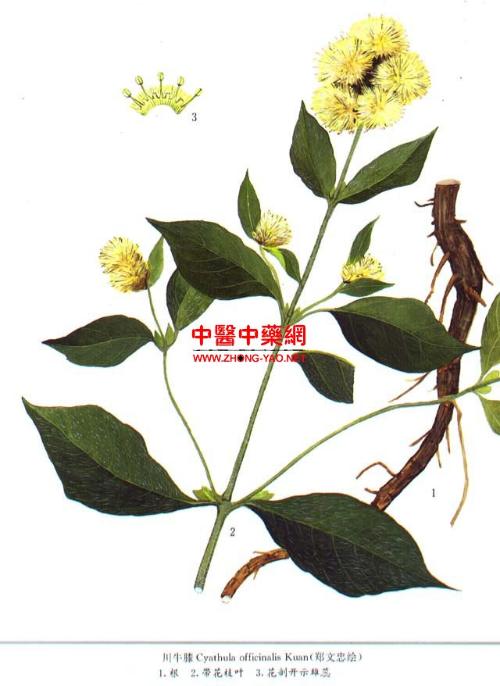 为苋科植物川牛膝的干燥根.