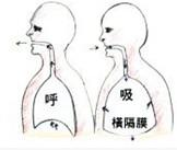 逆式呼吸又叫丹田控制呼吸(横隔膜逆式呼吸,是武术基本功,硬气功基本