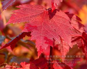 美国红枫