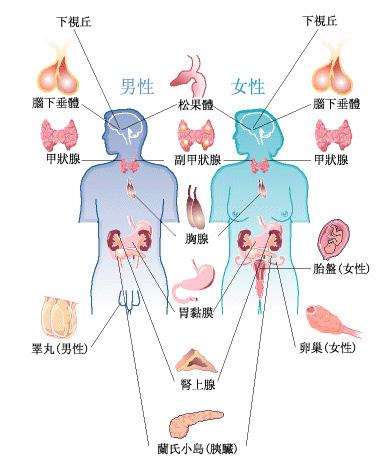 卵巢分泌的雌性激素及黄体素统称女性荷尔蒙