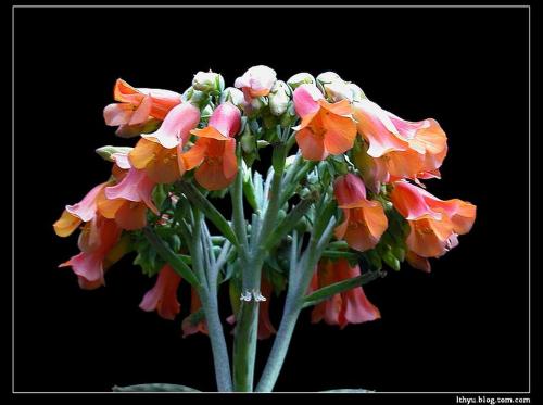 欧洲哪个国家是落地生