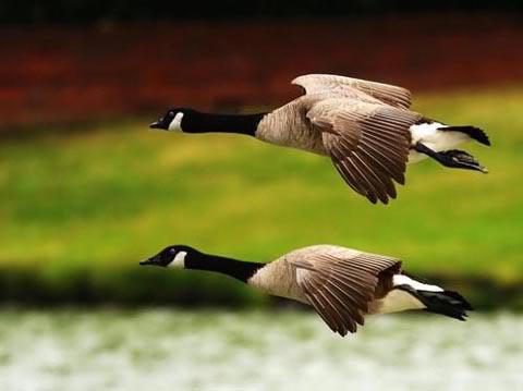 风月:问世间情为何物