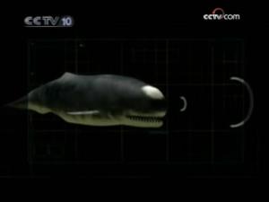 长野鲸+-+搜搜百科