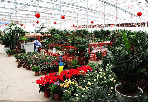 百度陈村花卉世界图片