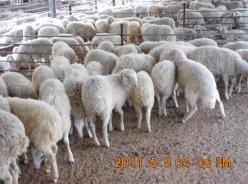 山东省畜牧局牛羊养殖繁育基地