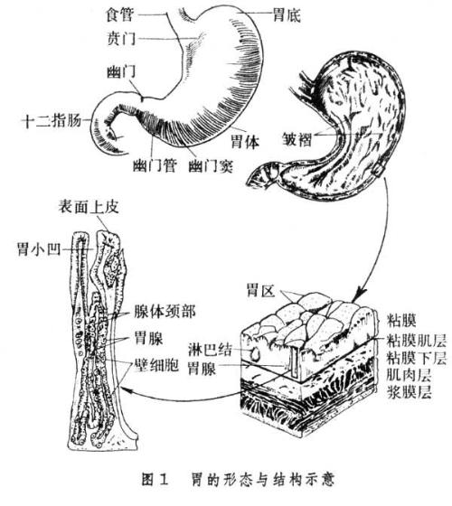 胃小弯近幽门处有一个切迹,叫角切迹,是溃疡和肿瘤的好发部位之一