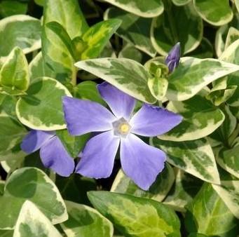 花叶蔓长春花
