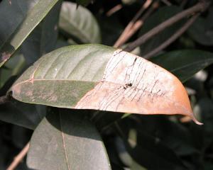 桂花叶枯病