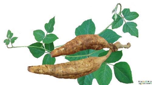 野生葛根粉+-+搜搜百科