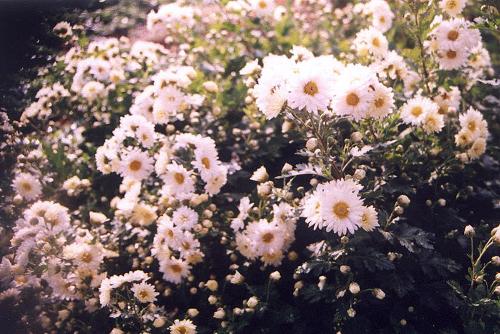 桐乡杭白菊