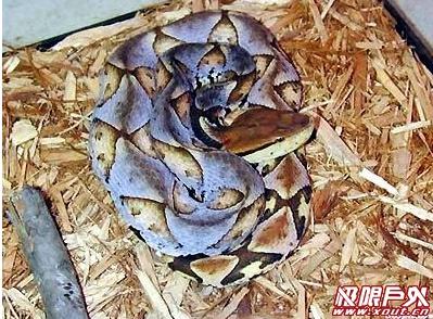 中国十大毒蛇+-+搜搜百科