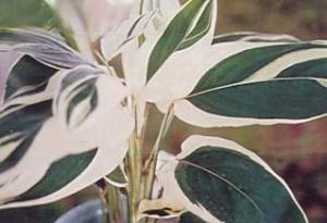 黄苞竹芋+-+搜搜百科