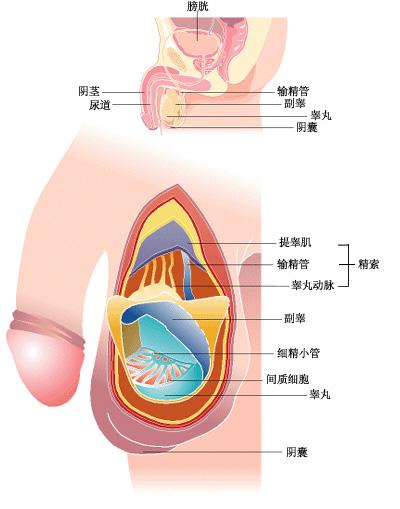 治疗前列腺炎根除哪种好 前列腺炎根除手淫牌