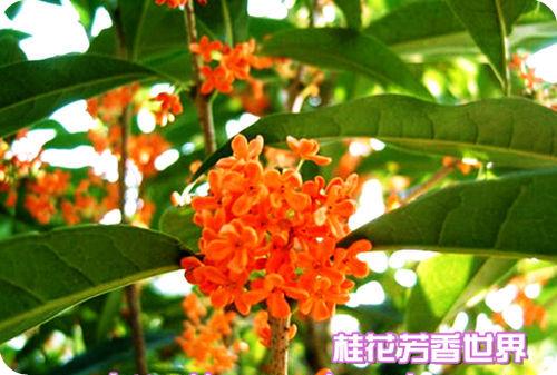 朱砂桂[1 osmanthus fragrangs cvzhushagu