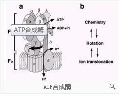 ATP合成酶 - 搜搜百科