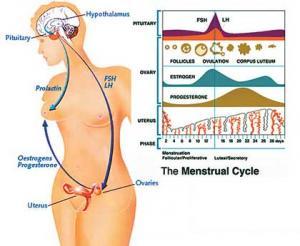 女性更年期月经不调