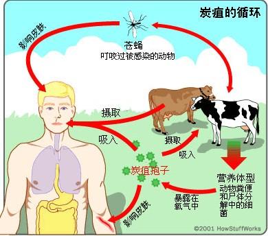 (一)流行病学资料 结合患者职业,工作和生活情况,如与  炭疽食草动物