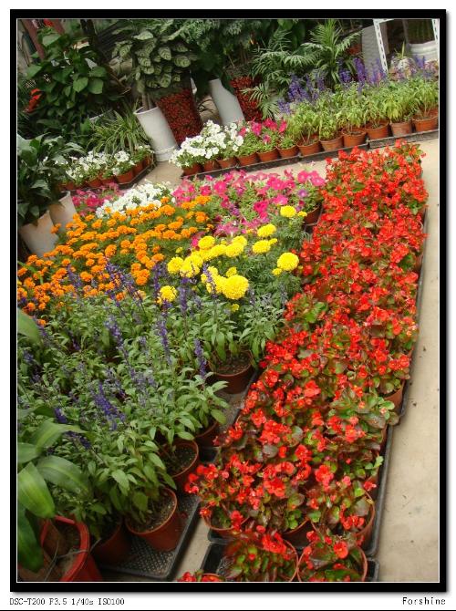 宁波天胜花鸟市场+-+搜搜百科