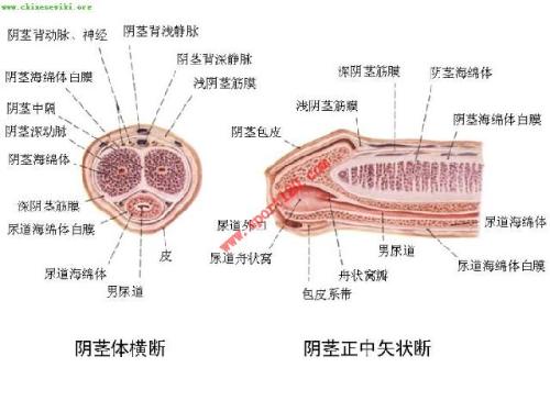 生殖整形按性别区分,分为女性生殖整形与男性生