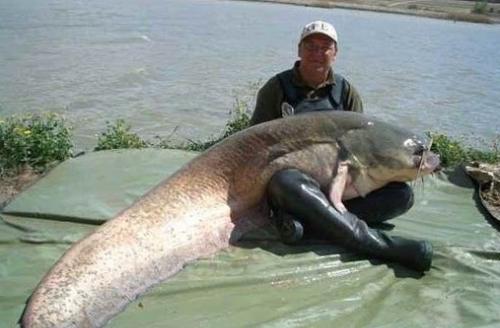 生气鱼即河豚鱼,又名气泡鱼