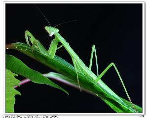 大刀螳螂+-+搜狗百科