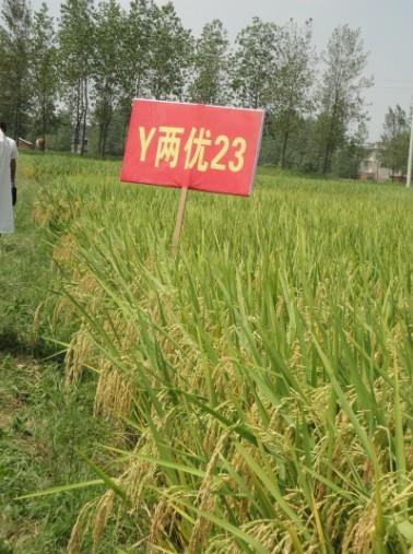 y两优23