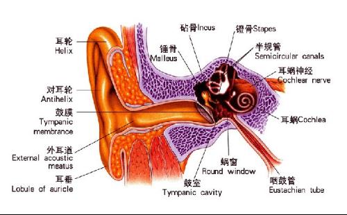 耳部疱疹病