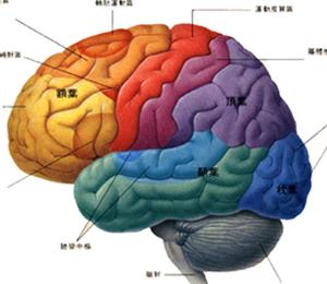 脑部结构图