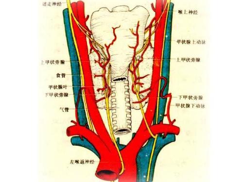 <em>甲状腺功能低下</em>-+搜狗百科