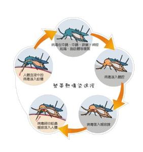 登革热