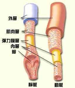 静脉瓣膜