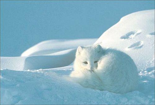 全部版本 历史版本 北极狐(arctic fox(白狐,雪狐)是雪地里最敏捷